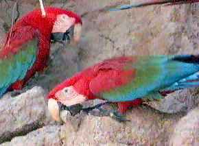Ary jedz�ce glink� mineraln�.
